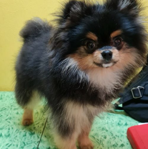 cani toelettati, quattro zampe e una coda