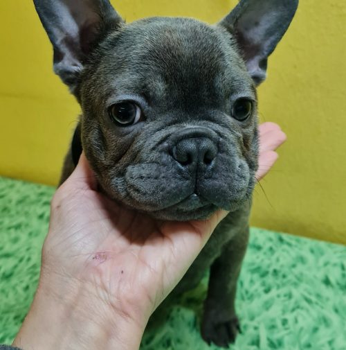 cani toelettati, quattro zampe e una coda