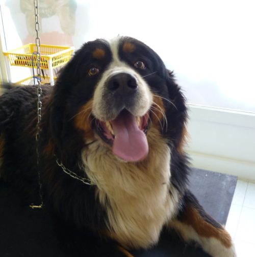 BERNIE
