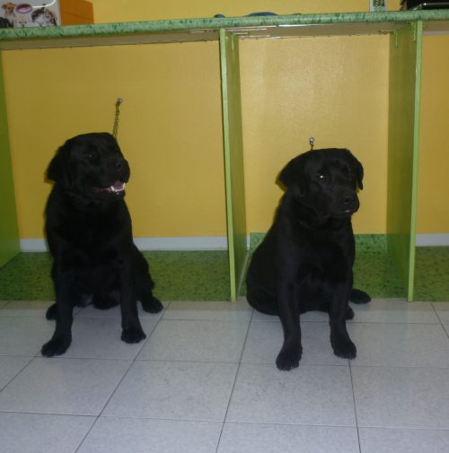 LUCKY & LAPO