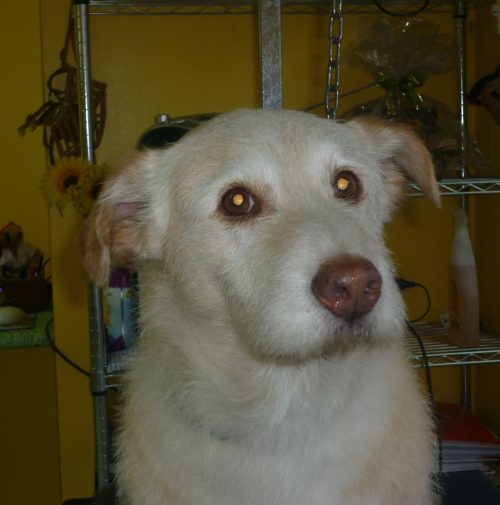 cani toelettati, quattro zampe e una coda