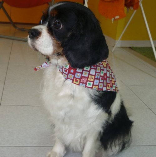 cani toelettati, quattro zampe e una coda