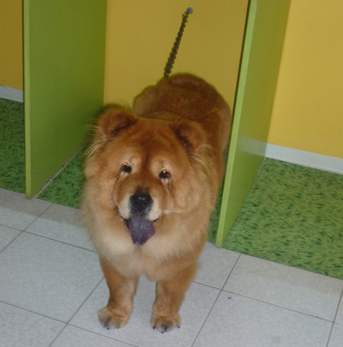 cani toelettati, quattro zampe e una coda