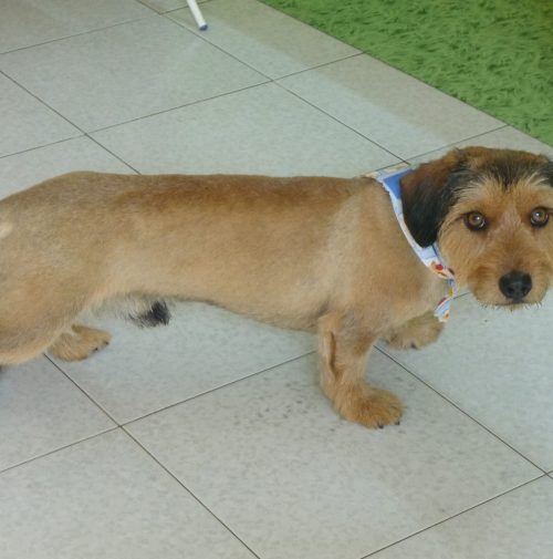 cani toelettati, quattro zampe e una coda