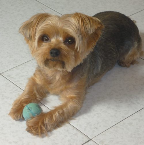 cani toelettati, quattro zampe e una coda
