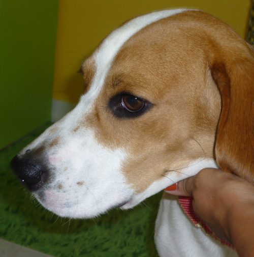cani toelettati, quattro zampe e una coda