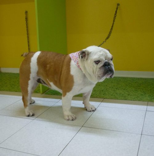 cani toelettati, quattro zampe e una coda