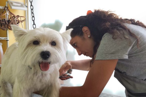 quattro zampe e una coda, tosatura cane